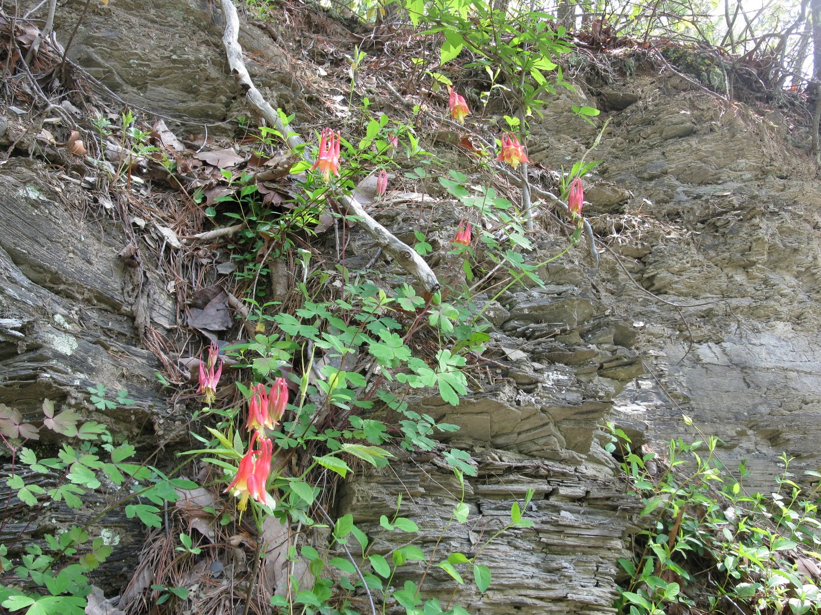 Wildflowers in West Virginia Wild Red Columbines, Swinging Bridge Road, Hedgesville, WV April