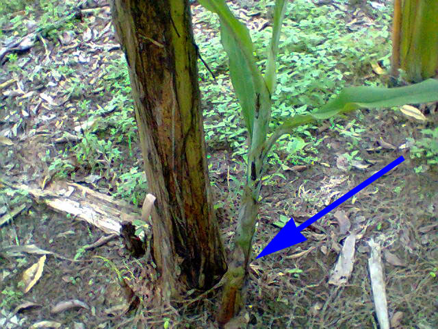 cara menanam pisang lengkap dengan gambarnya ~ myblog.mu