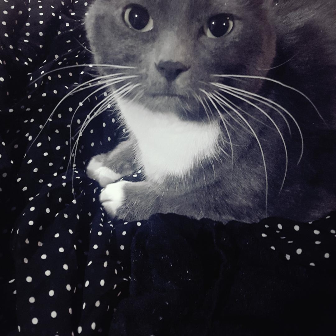 Coco Chanel Cat 