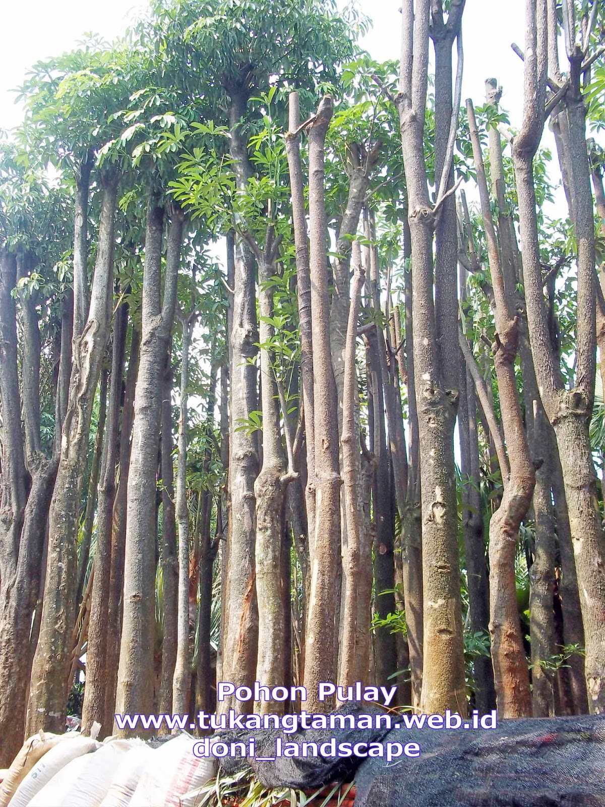 Jual Pohon Pule Supplier Pohon Pulay Murah Tanaman  