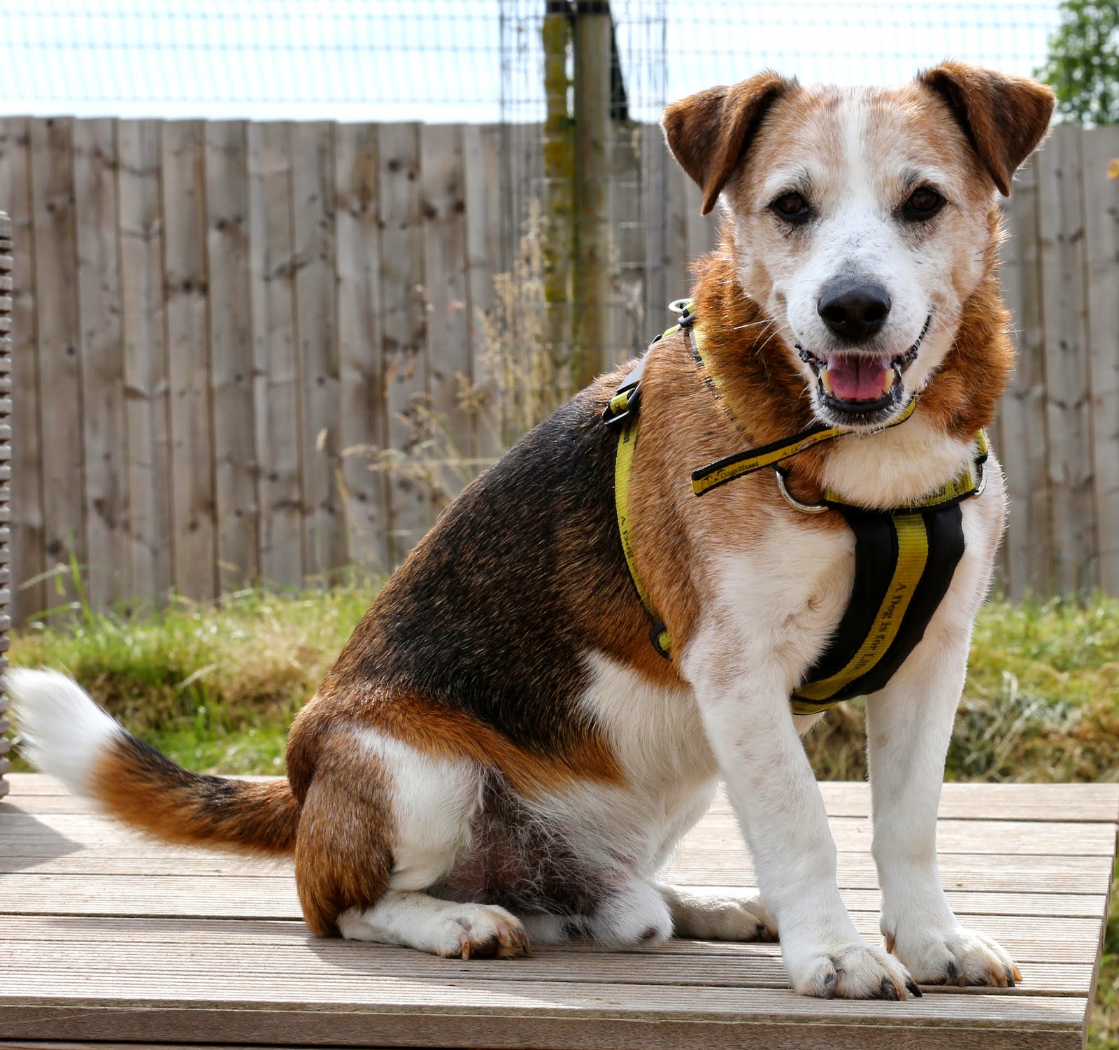 Dogs Trust Dogs Trust Loughborough The great rehoming