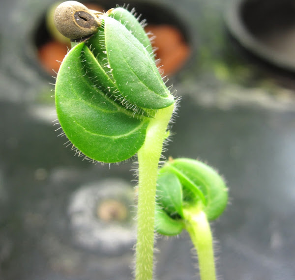 Start Growing Okra Organically In Home Garden