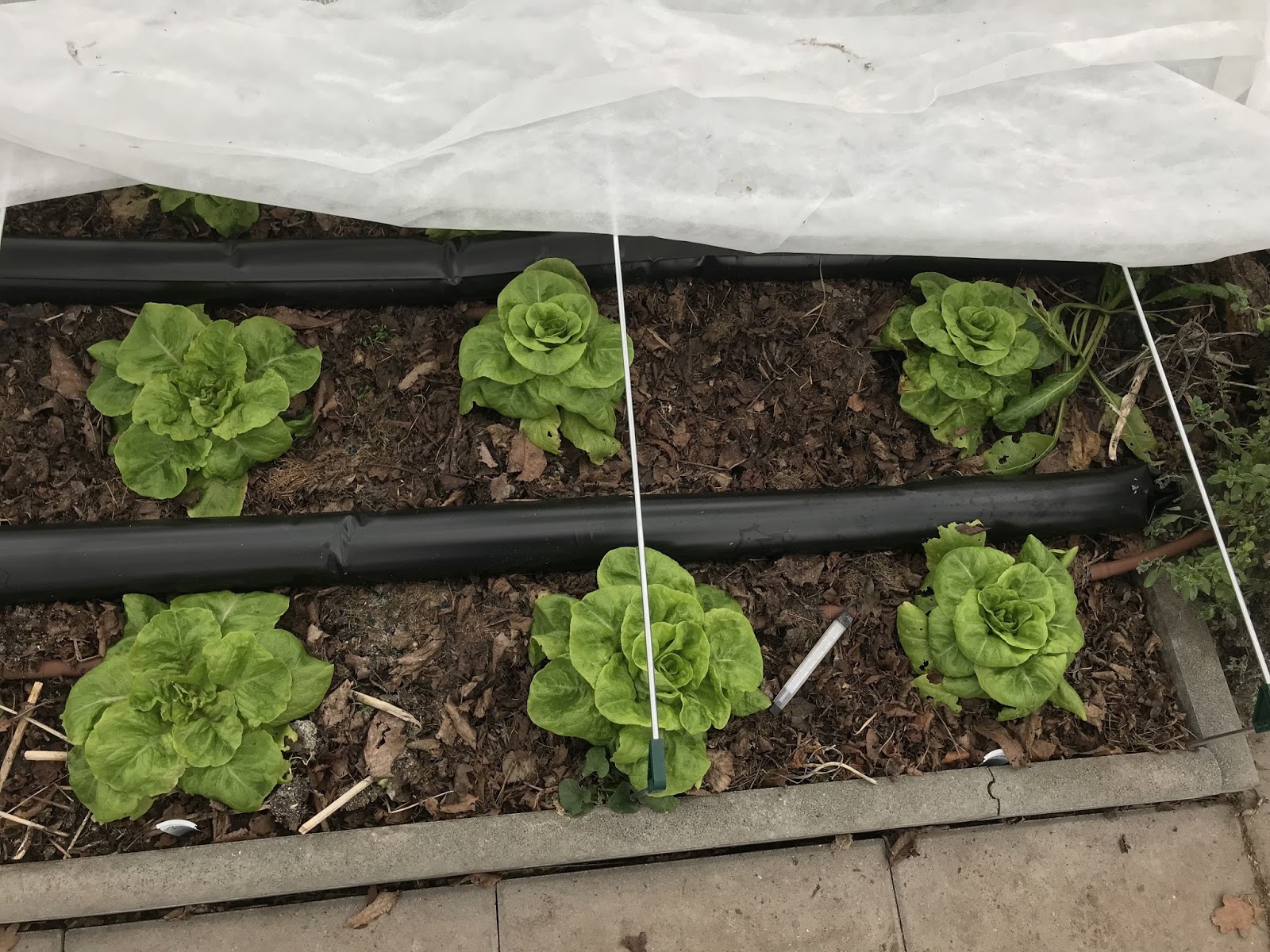 Favolas Lesestoff Rezension The Curse 01 Vanoras Fluch Von