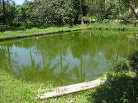 Umpan Yang Bagus Untuk Air Hijau Dan Keruh Umpan Yang Bagus Untuk Air Hijau Dan Keruh