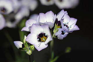 ギリアトリコロール