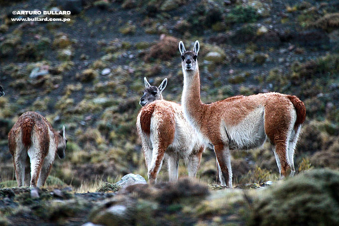 Las Torres del Paine: Hermoso Parque Natural en la Patagonia Chilena ...