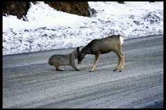 Bobcats are not beasts nor will ever be confused