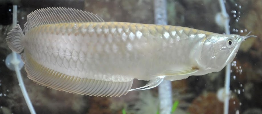 Ikan Arwana? Ini Dia Arwana Silver Sebagai Pilihan Alternatif Untuk Dipelihara