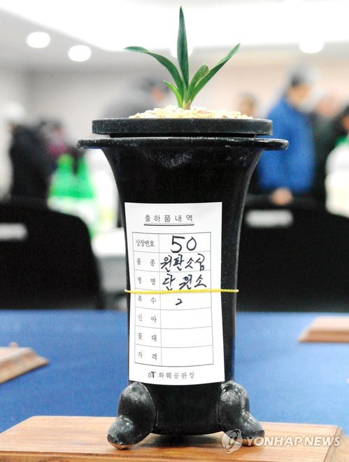 Orquídea coreana subastada por una cifra delirante