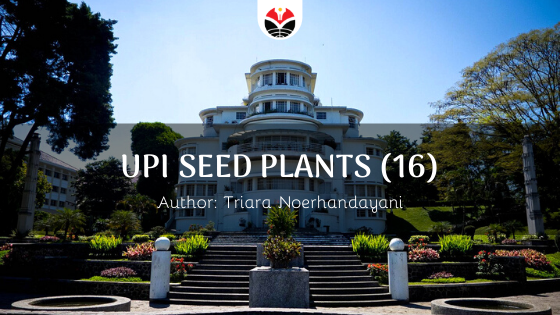 UPI Seed Plants (16)