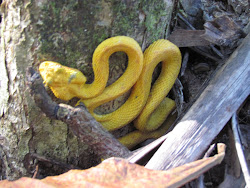 Poisonous Coral Snake, Cahuita National Park