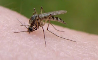 Σας τσιμπάνε συχνά τα κουνούπια; Δεν θα πιστεύετε τι φταίει