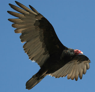 Vulture | Animal Wildlife