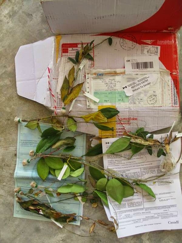 Buy plants in Thailand knowing how to import Canada, rooted plants, import permit missing, 34