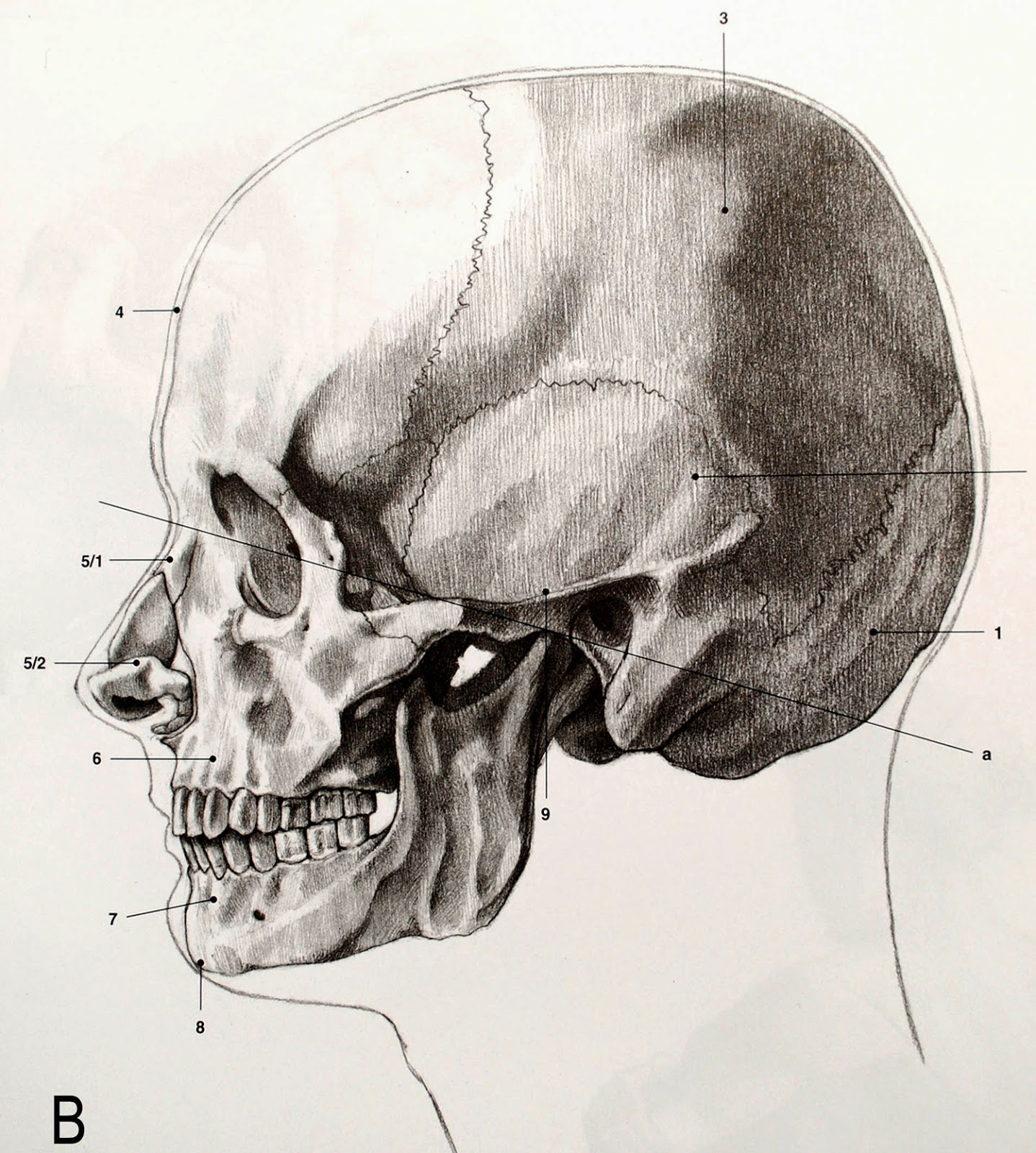 В правом черепе. Кости черепа Баммес. Баммес анатомия череп. Пластическая анатомия костей черепа. Готфрид Баммес анатомия черепа.