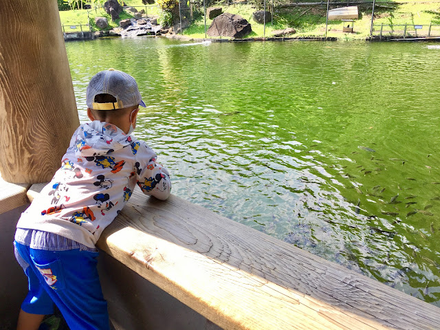 餵魚吃飼料．至善園．國立故宮博物院