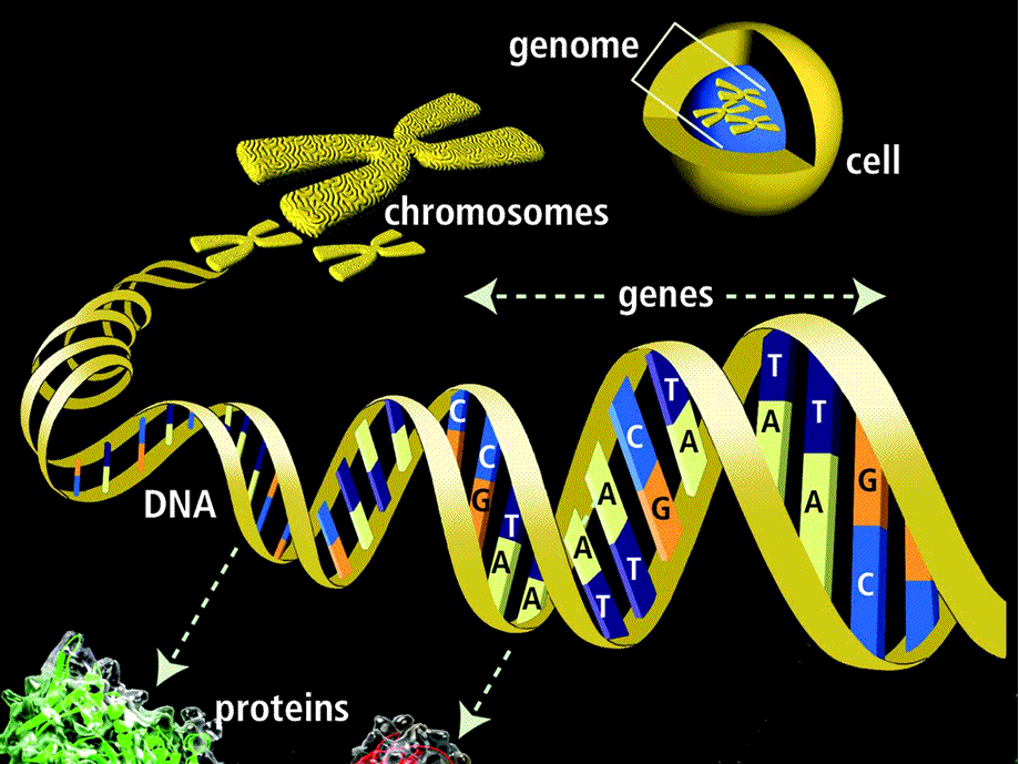 Сколько молекул днк в данной хромосоме. Гены ДНК. Гены хромосомы геном. ДНК И хромосомы. Как выглядит ген.