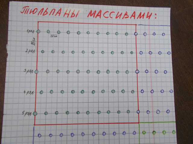 Посадка тюльпанов массивами (схемы посадки)