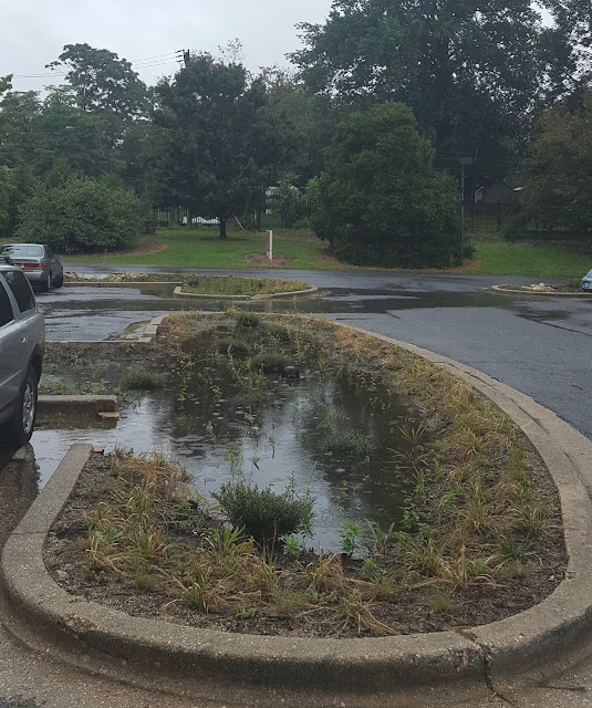 1003 Gardens US National Arboretum Rain Gardens in the Administration Building Parking Lot