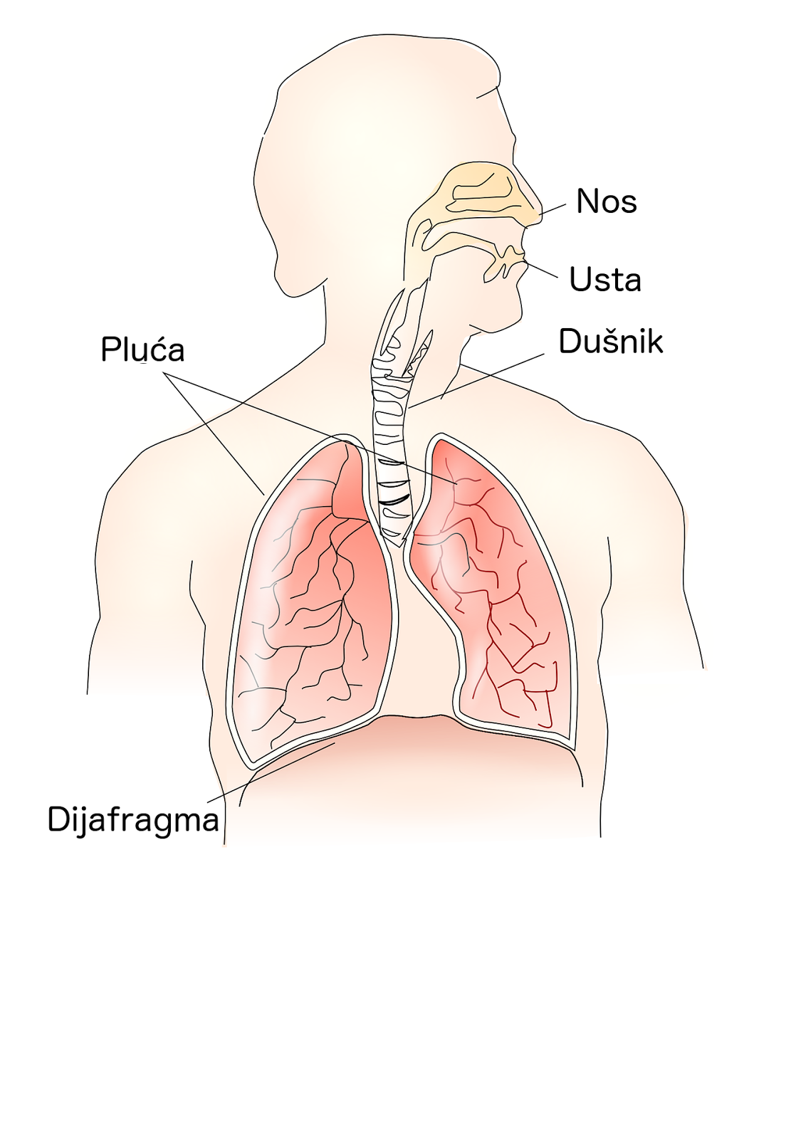 Abdominalno disanje