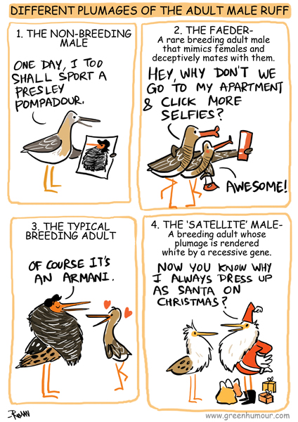 Green Humour: The Different Plumages of the Adult Male Ruff
