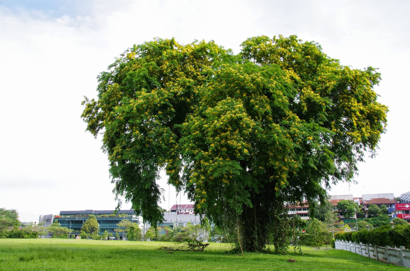 Дерево малайзия