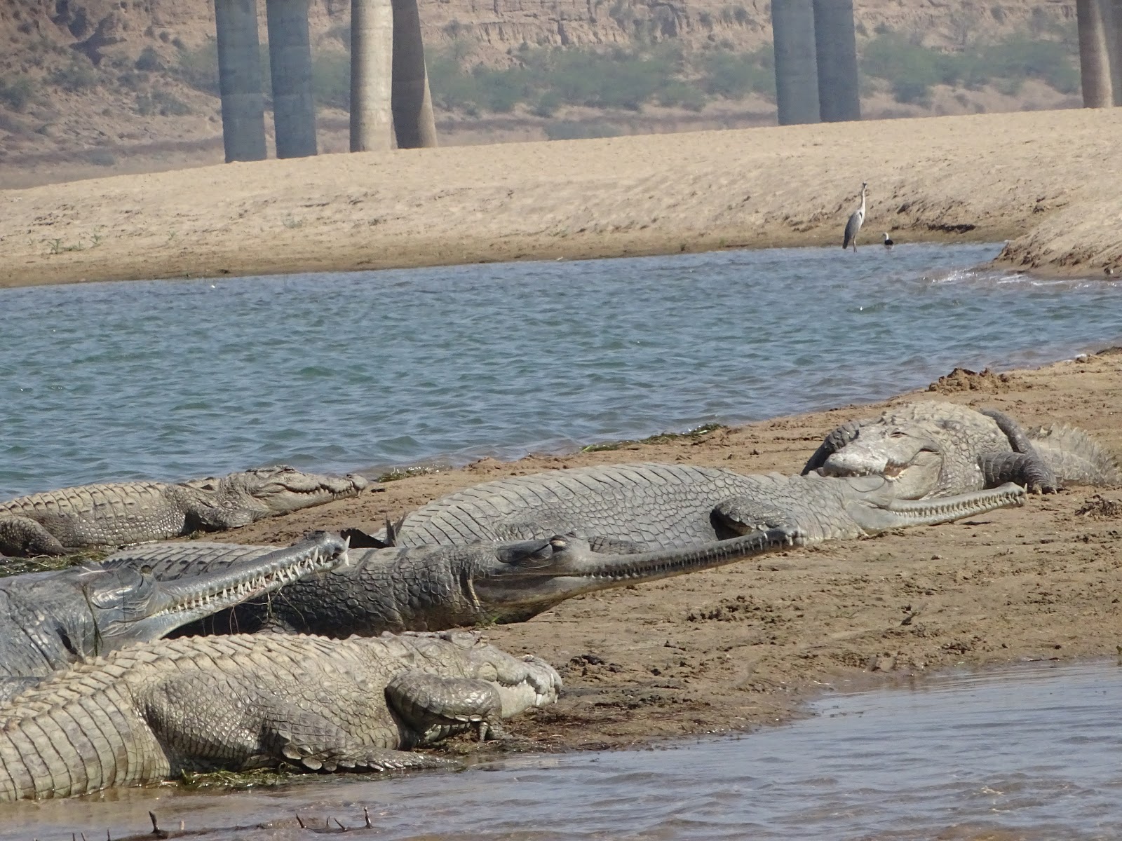 Chambal River Safari near Agra