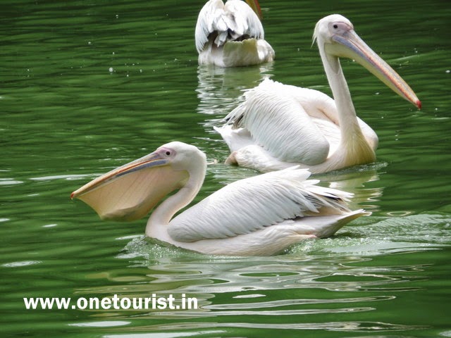 pelican images