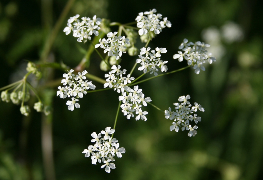 Pagus Soham Cow Parsley