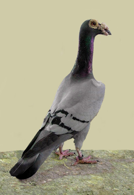 Gambar burung merpati  pos