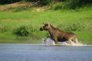 Бедные животные не зная куда деться от кровопийц находят спасение в воде, река Шапкина