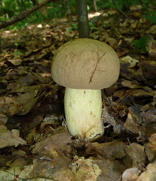 Boletus impolitus 2010