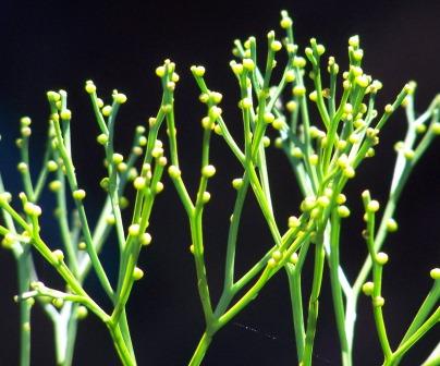 Soal Biologi Tumbuhan Plantae Dan Jawaban 50 Soal Pilgan Portal Guru Indonesia