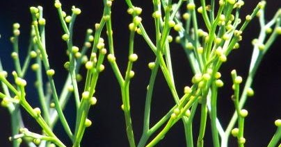 Soal Biologi : Tumbuhan (Plantae) dan Jawaban (50 Soal Pilgan) - Muttaqin id