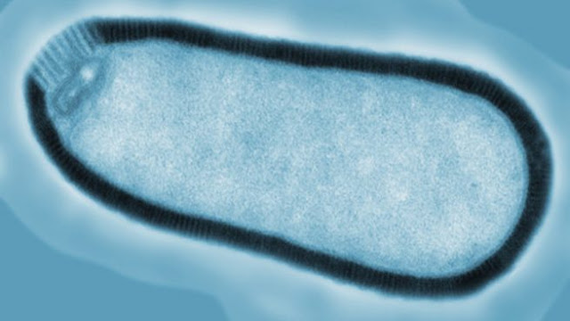 Pithovirus sibericum