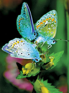 Butterfly photo