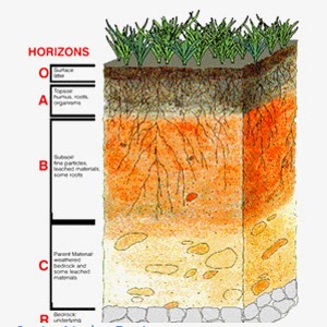 Geografi Tanah: Proses Pembentukan Horizon Tanah