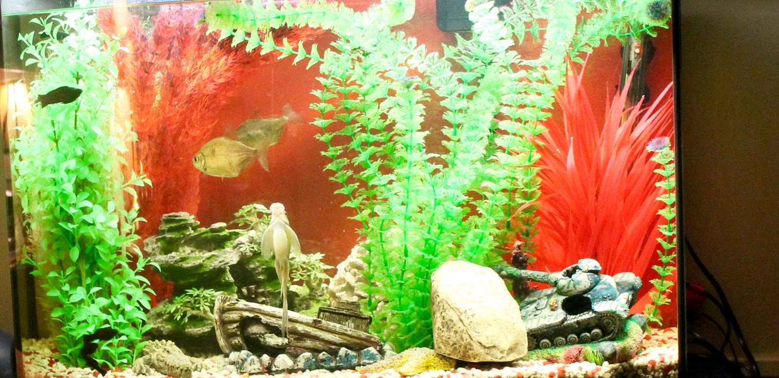 JULY 2023 Me & TJ replaced the ballast on the Fish Tank light & I really like the difference