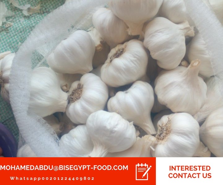 garlic wholesale market in india
