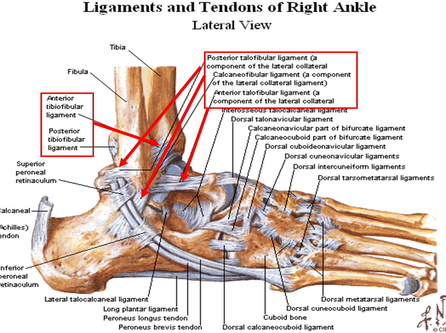 Ankle Ligaments And Tendons Anatomy Picture Reference And Health News