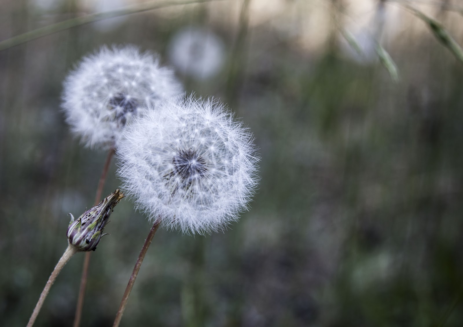 Walking Arizona Ghost Flowers