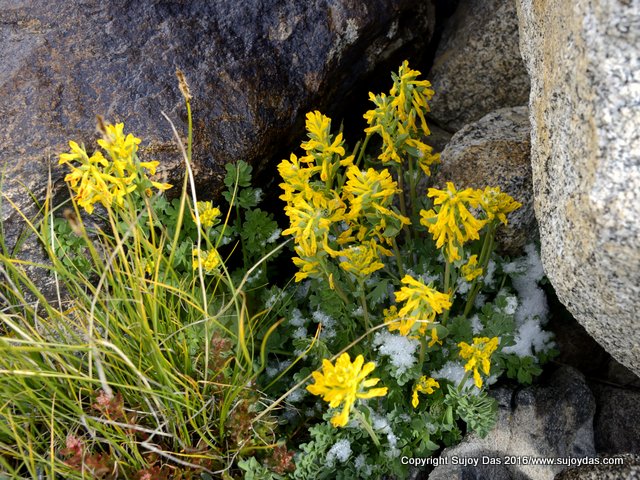 Trekking and Photography in the Himalaya: Ladakh Flora II
