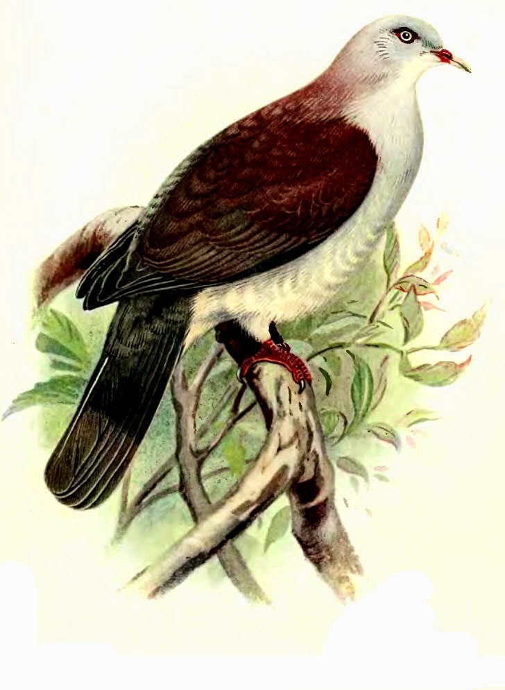 Mountain imperial pigeon Ducula badia