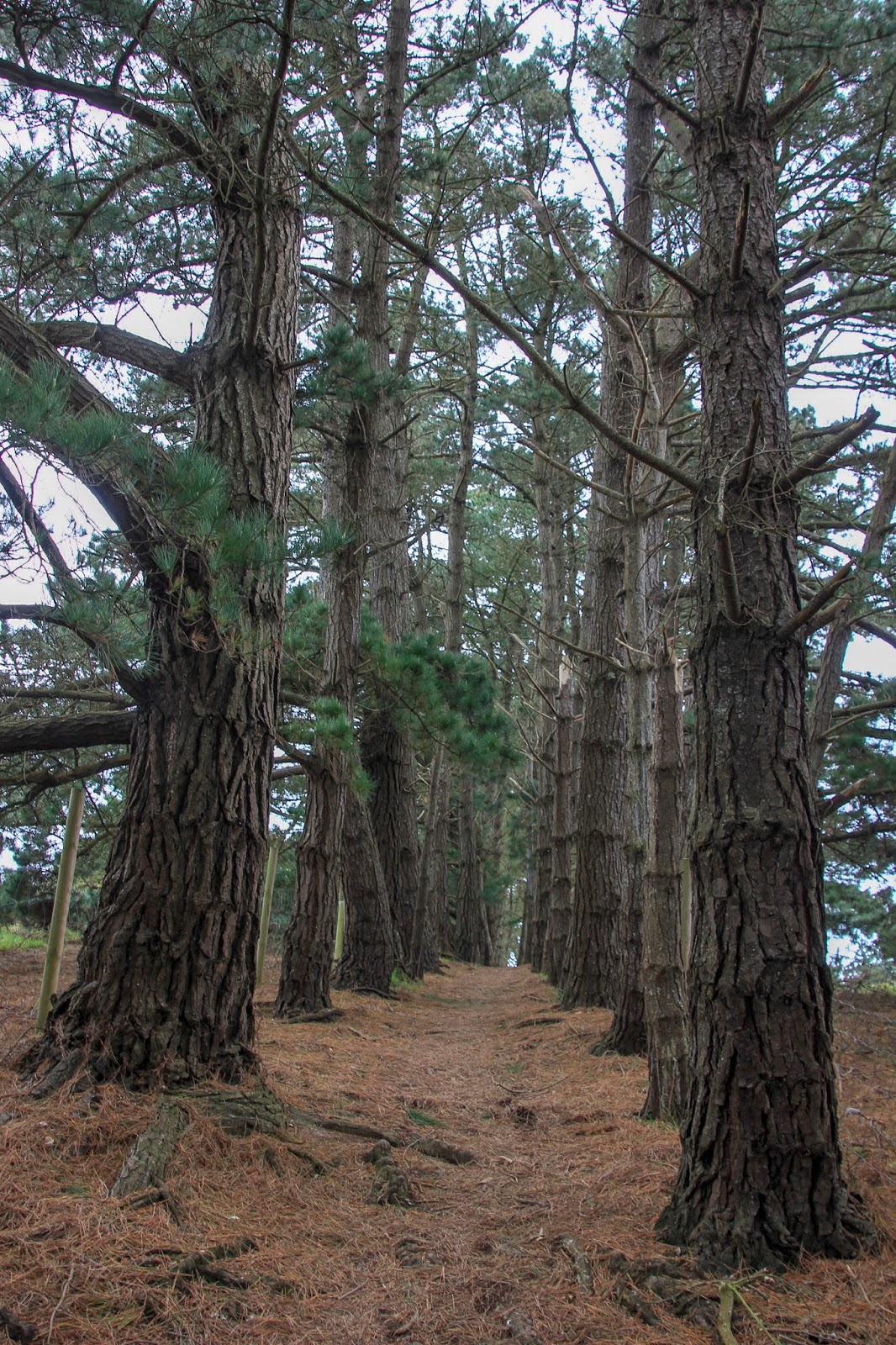 Belle- Ile-en Mer - Le GR 34 de Palais à Sauzon