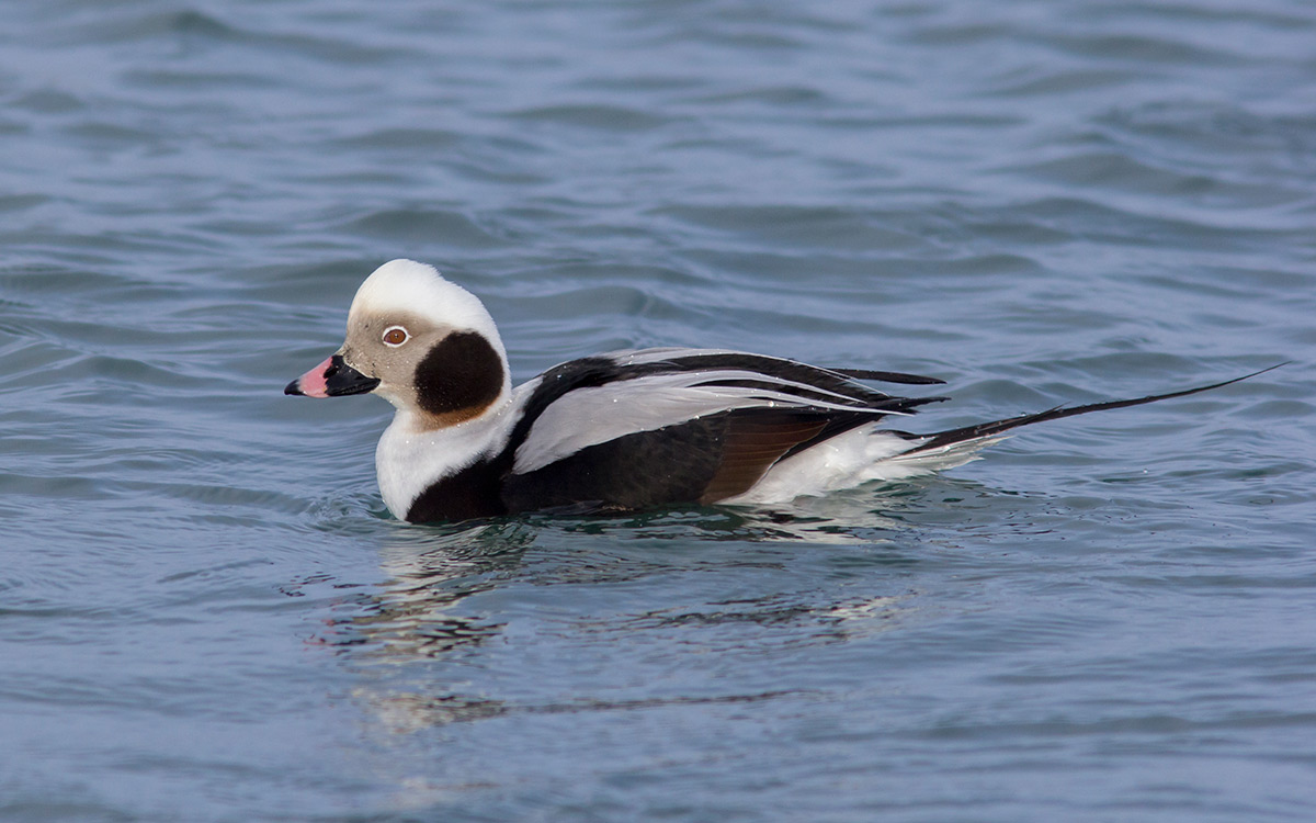 Weedon's World of Nature Drake Longtailed Ducks, eastern Hokkaido, Japan