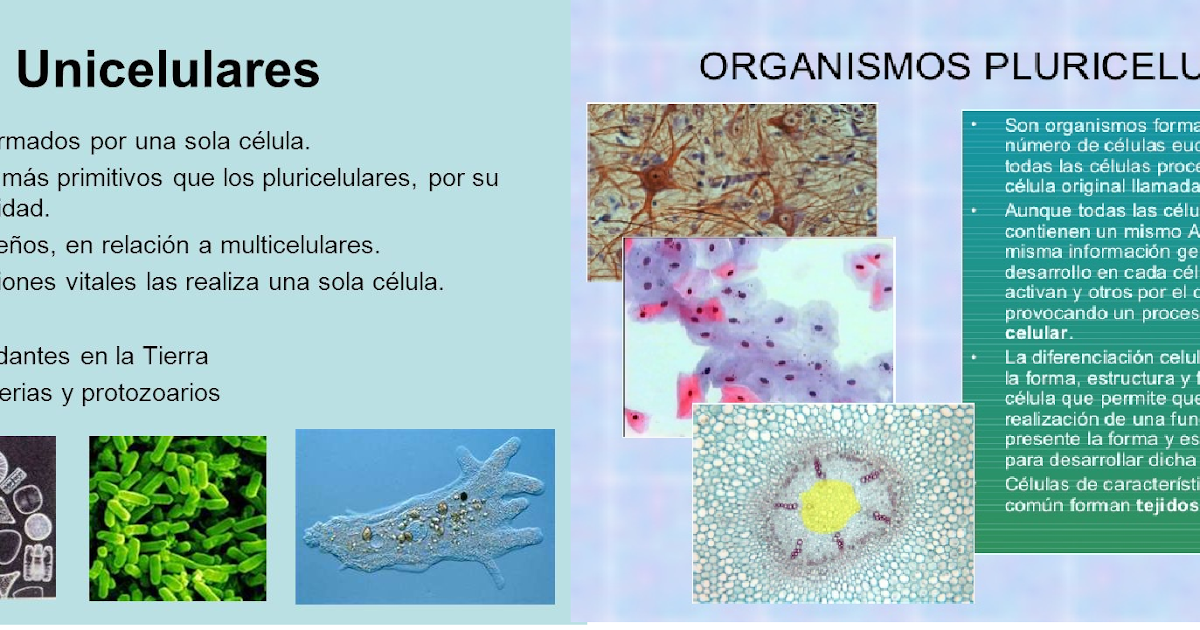 O Que é Unicelular E Pluricelular O Que é Unicelular E Pluricelular
