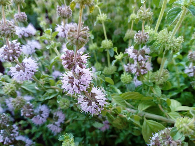 Poleo o menta poleo (Mentha pulegium L.).