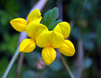 Cuernecillo (Lotus corniculata)