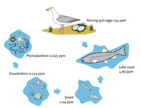 Makhluk Hidup Lingkungan Ekosistem Rantai Makanan Keterangan Fitoplankton Dimakan Zooplankton