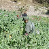 Erradicados cinco plantíos de amapola en Guachochi